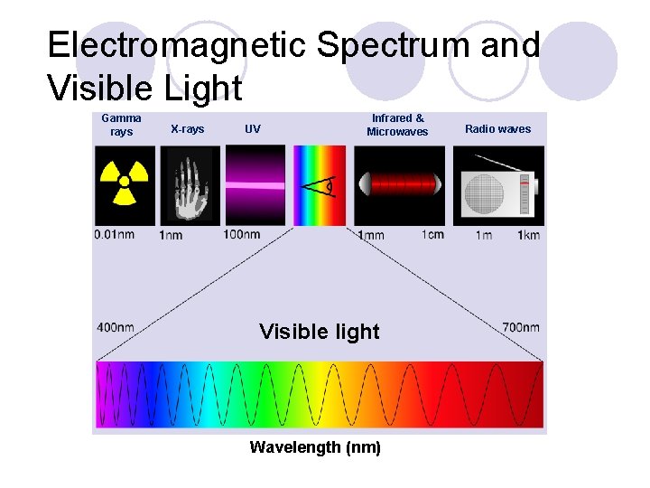 Electromagnetic Spectrum and Visible Light Gamma rays X-rays UV Infrared & Microwaves Visible light
