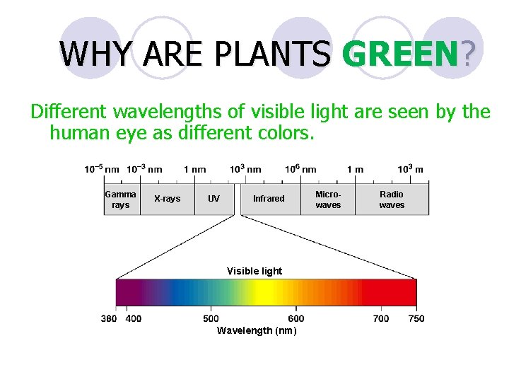 WHY ARE PLANTS GREEN? Different wavelengths of visible light are seen by the human
