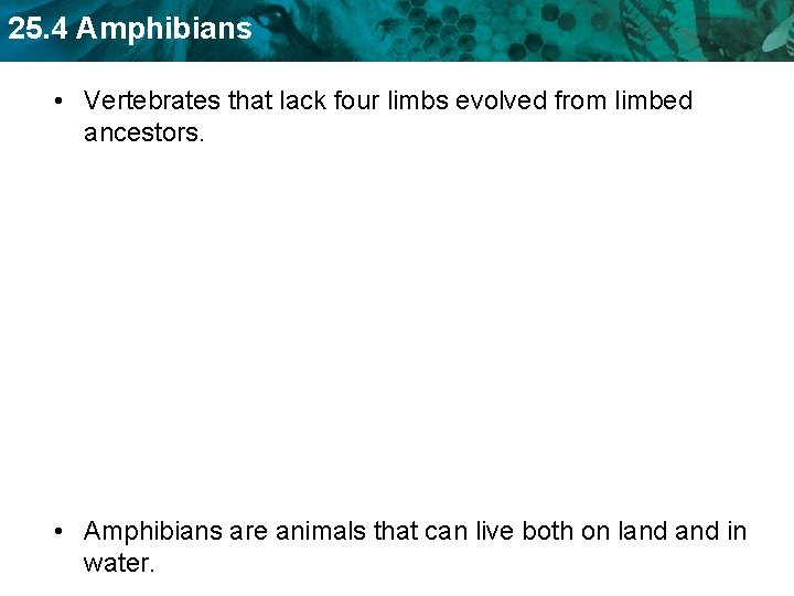 25. 4 Amphibians • Vertebrates that lack four limbs evolved from limbed ancestors. •