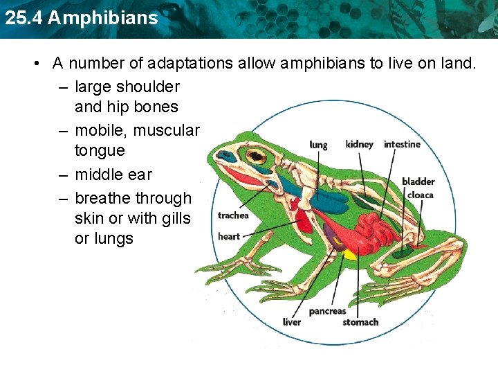 25. 4 Amphibians • A number of adaptations allow amphibians to live on land.