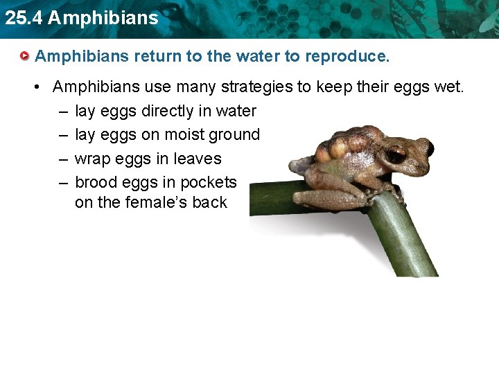 25. 4 Amphibians return to the water to reproduce. • Amphibians use many strategies