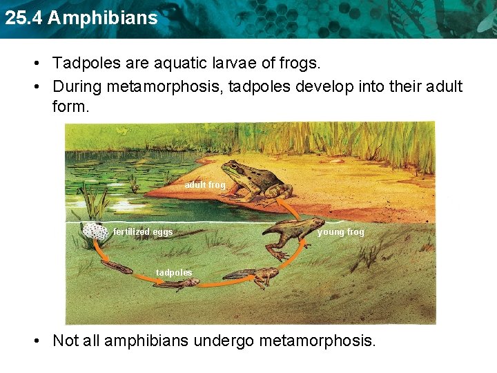 25. 4 Amphibians • Tadpoles are aquatic larvae of frogs. • During metamorphosis, tadpoles