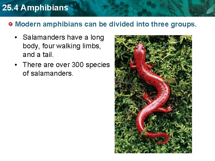 25. 4 Amphibians Modern amphibians can be divided into three groups. • Salamanders have