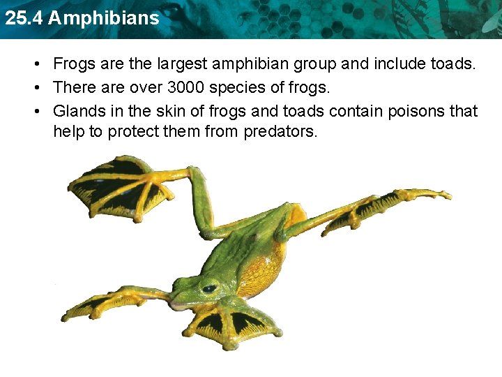 25. 4 Amphibians • Frogs are the largest amphibian group and include toads. •