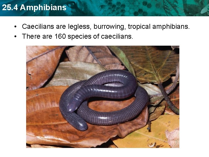 25. 4 Amphibians • Caecilians are legless, burrowing, tropical amphibians. • There are 160