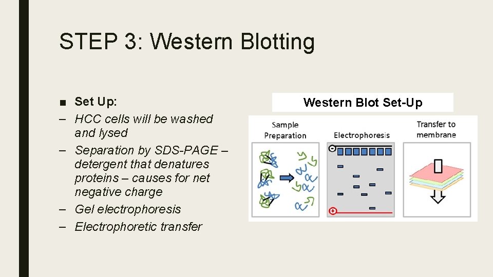 STEP 3: Western Blotting ■ Set Up: – HCC cells will be washed and