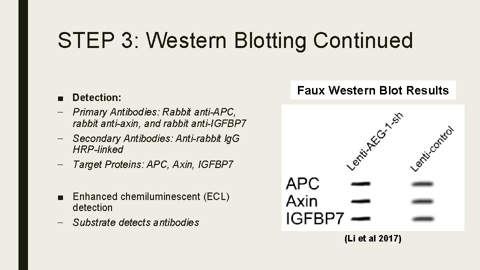 STEP 3: Western Blotting Continued ■ Detection: – Primary Antibodies: Rabbit anti-APC, rabbit anti-axin,