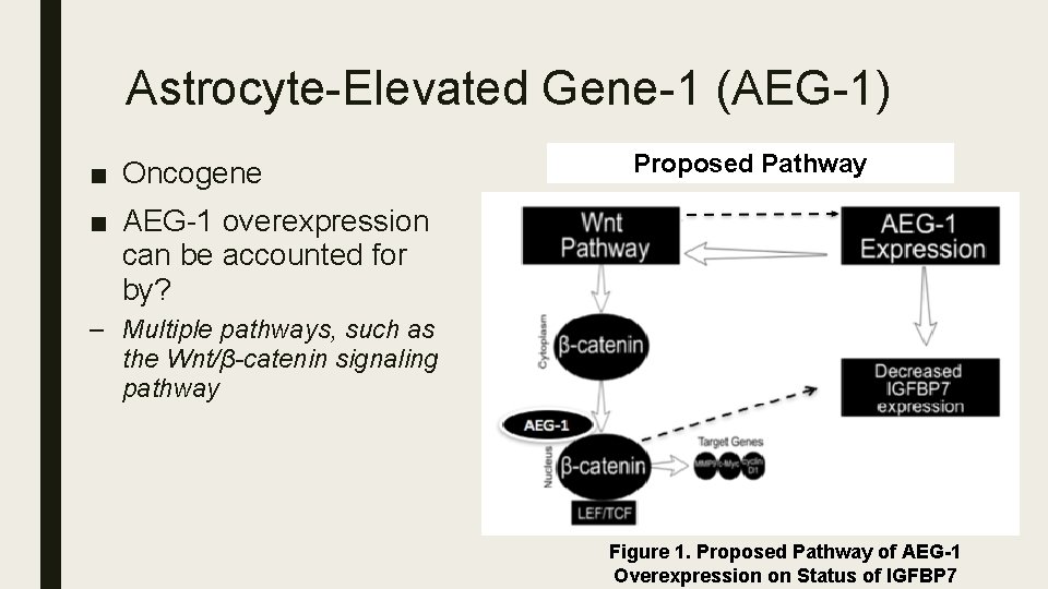 Astrocyte-Elevated Gene-1 (AEG-1) ■ Oncogene Proposed Pathway ■ AEG-1 overexpression can be accounted for
