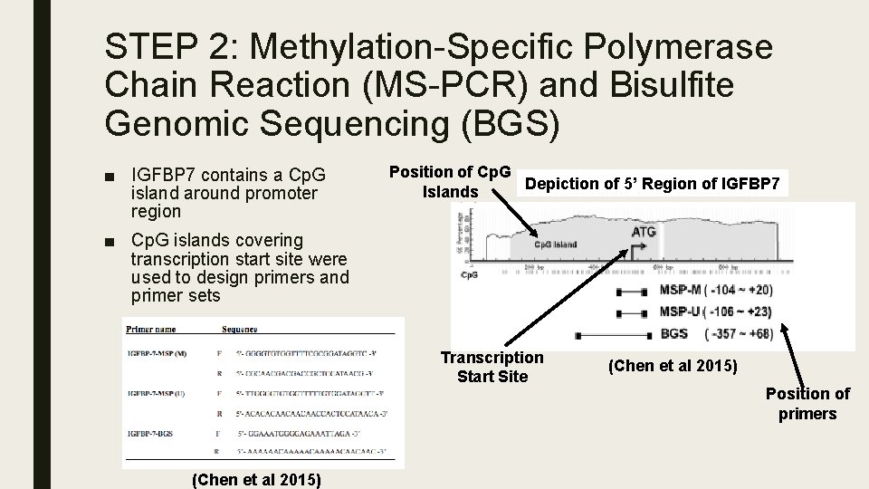 STEP 2: Methylation-Specific Polymerase Chain Reaction (MS-PCR) and Bisulfite Genomic Sequencing (BGS) ■ IGFBP