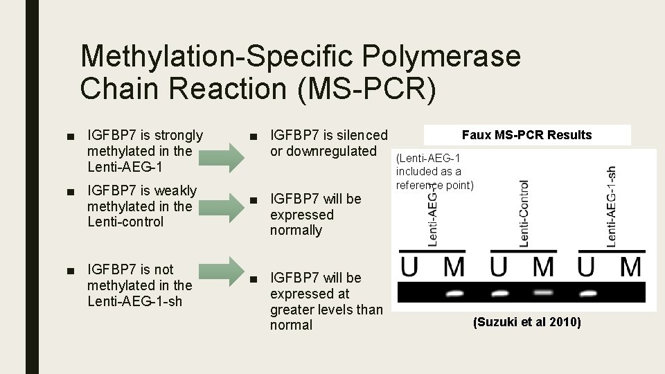 Methylation-Specific Polymerase Chain Reaction (MS-PCR) ■ IGFBP 7 is strongly methylated in the Lenti-AEG-1