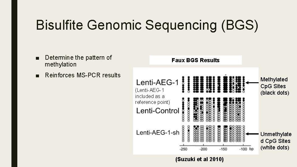 Bisulfite Genomic Sequencing (BGS) ■ Determine the pattern of methylation Faux BGS Results ■