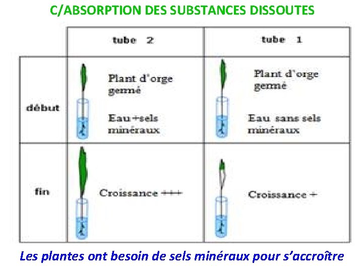 C/ABSORPTION DES SUBSTANCES DISSOUTES Les plantes ont besoin de sels minéraux pour s’accroître 