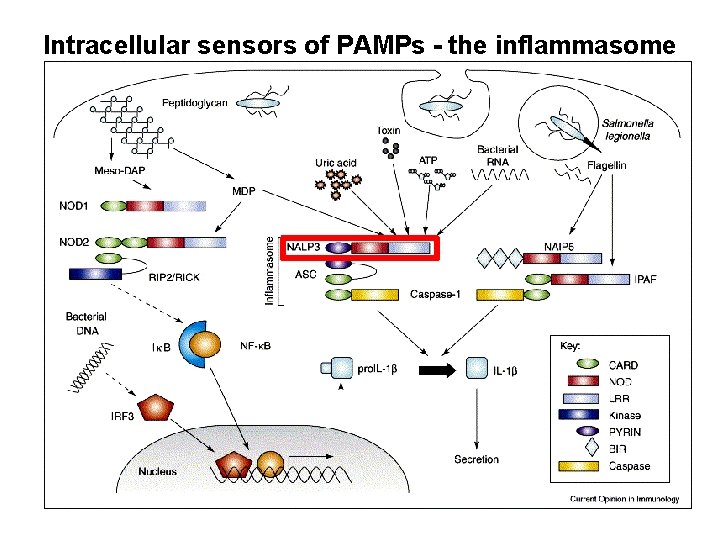 Intracellular sensors of PAMPs - the inflammasome 