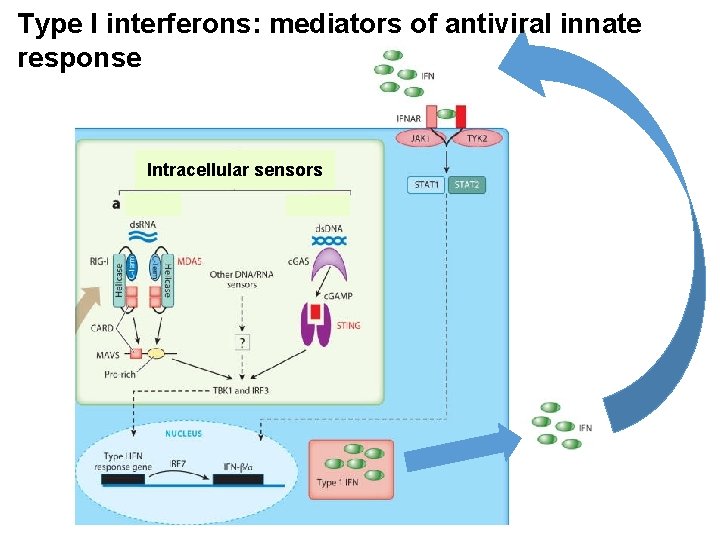 Type I interferons: mediators of antiviral innate response Intracellular sensors 