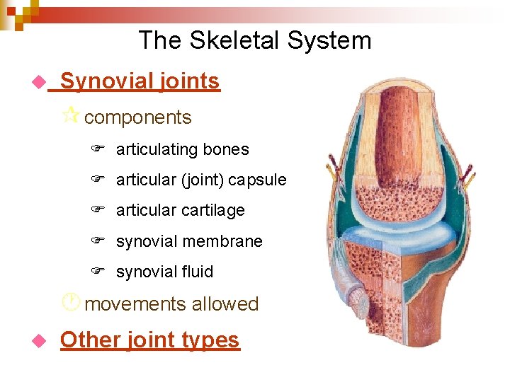The Skeletal System u Synovial joints ¶ components F articulating bones F articular (joint)
