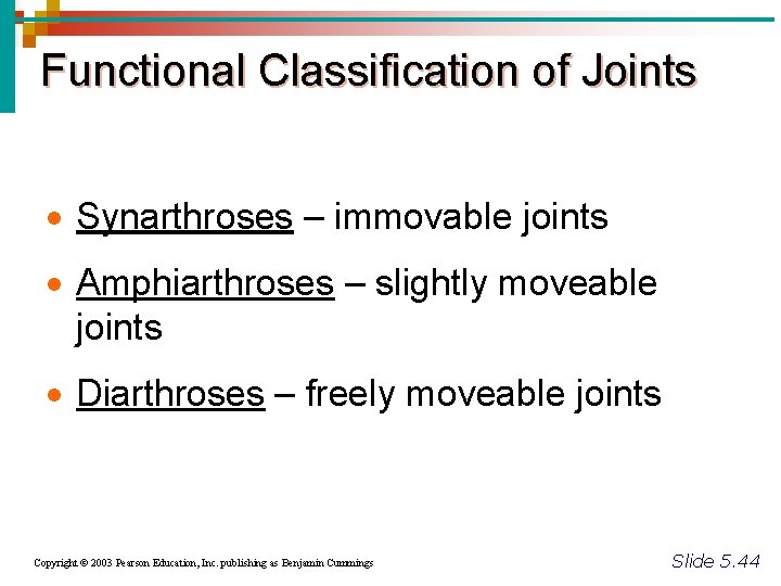 Functional Classification of Joints · Synarthroses – immovable joints · Amphiarthroses – slightly moveable