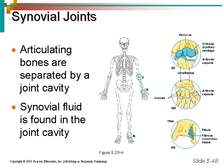 Synovial Joints · Articulating bones are separated by a joint cavity · Synovial fluid