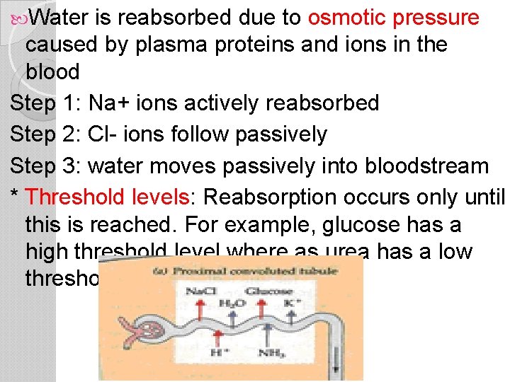  Water is reabsorbed due to osmotic pressure caused by plasma proteins and ions