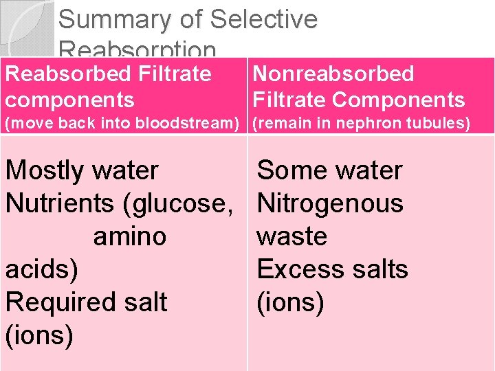 Summary of Selective Reabsorption Reabsorbed Filtrate components Nonreabsorbed Filtrate Components (move back into bloodstream)