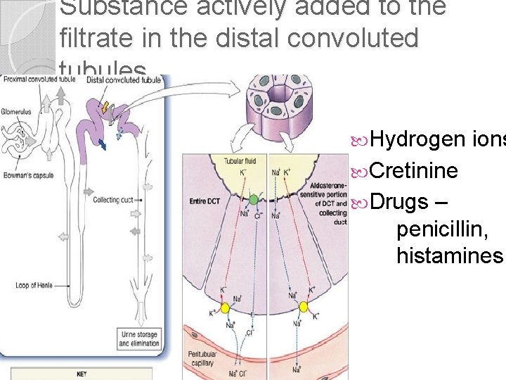 Substance actively added to the filtrate in the distal convoluted tubules Hydrogen ions Cretinine