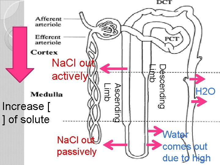 Ascending Limb Increase [ ] of solute Na. Cl out passively Descending Limb Na.