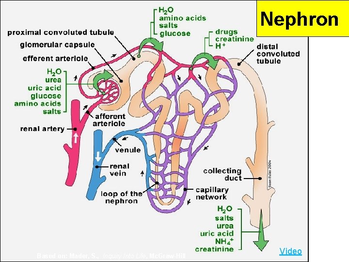 Nephron Based on: Mader, S. , Inquiry Into Life, Mc. Graw-Hill Video 