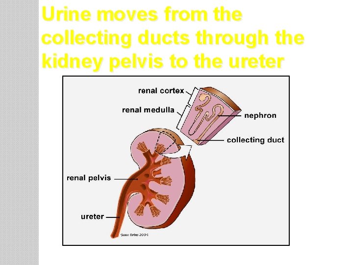 Urine moves from the collecting ducts through the kidney pelvis to the ureter Based