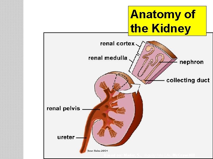 Anatomy of the Kidney Based on: Mader, S. , Inquiry Into Life, Mc. Graw-Hill