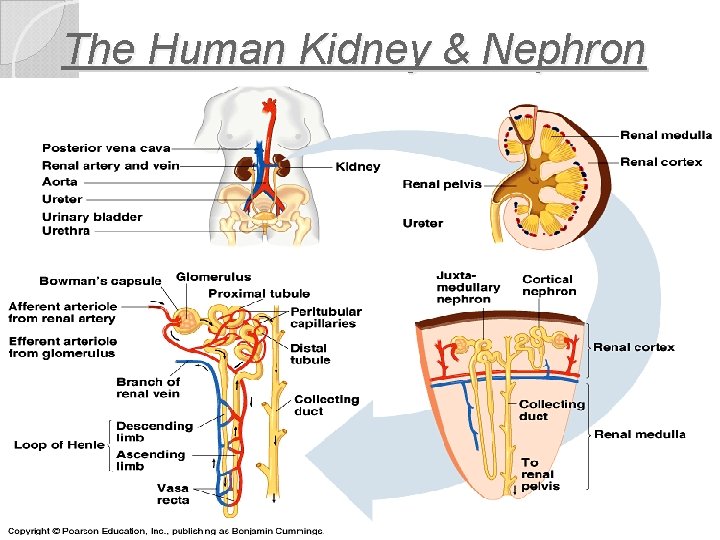 The Human Kidney & Nephron 