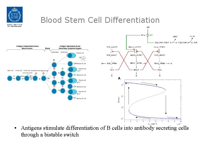Blood Stem Cell Differentiation • Antigens stimulate differentiation of B cells into antibody secreting