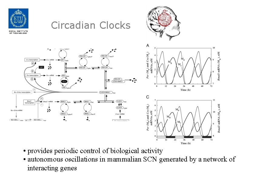 Circadian Clocks • provides periodic control of biological activity • autonomous oscillations in mammalian