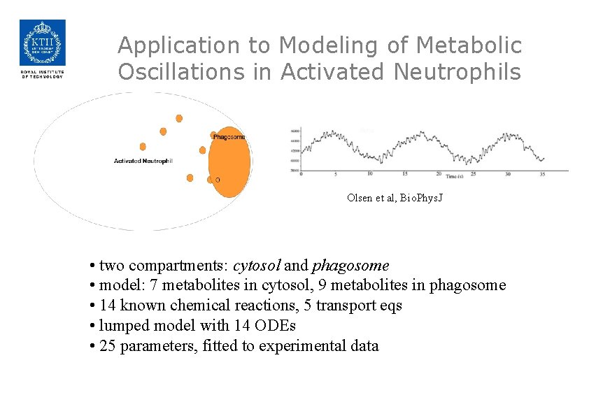 Application to Modeling of Metabolic Oscillations in Activated Neutrophils Olsen et al, Bio. Phys.