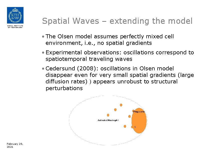 Spatial Waves – extending the model • The Olsen model assumes perfectly mixed cell