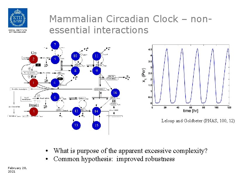 Mammalian Circadian Clock – nonessential interactions Leloup and Goldbeter (PNAS, 100, 12) • What