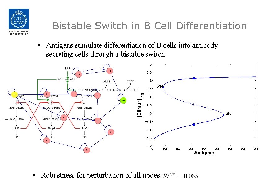 Bistable Switch in B Cell Differentiation • Antigens stimulate differentiation of B cells into