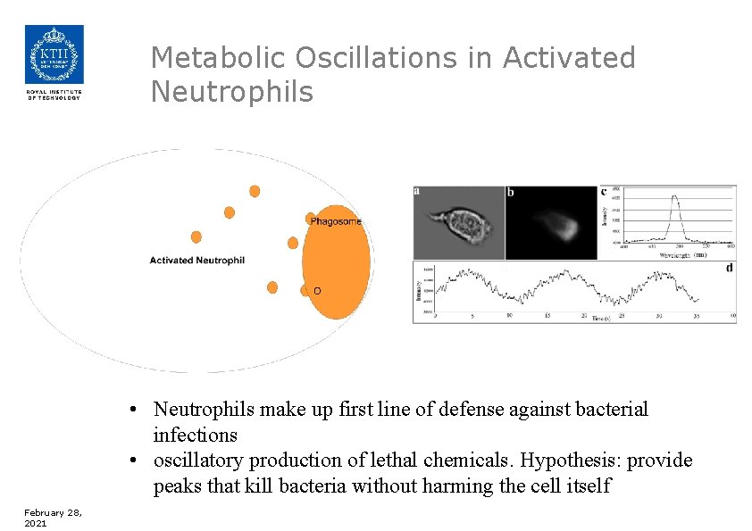 Metabolic Oscillations in Activated Neutrophils • Neutrophils make up first line of defense against