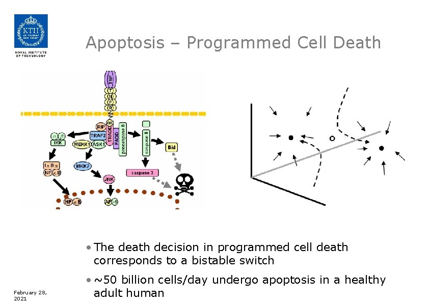 Apoptosis – Programmed Cell Death • The death decision in programmed cell death corresponds