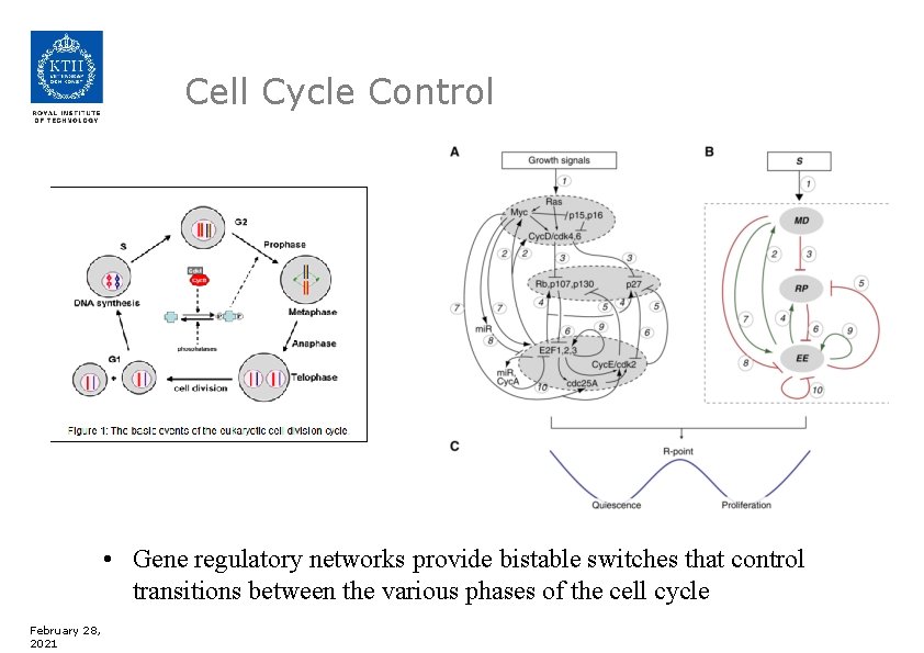 Cell Cycle Control • Gene regulatory networks provide bistable switches that control transitions between