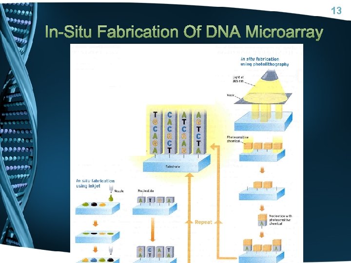 13 In-Situ Fabrication Of DNA Microarray 