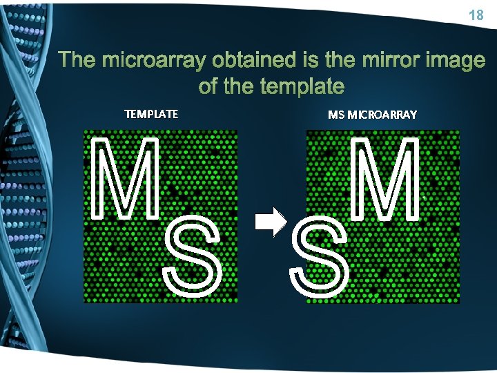 18 The microarray obtained is the mirror image of the template TEMPLATE Molecular Stamping