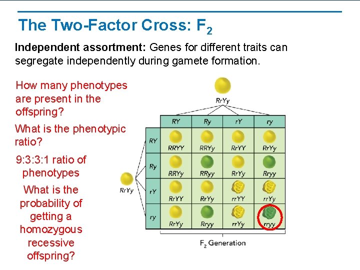 The Two-Factor Cross: F 2 Independent assortment: Genes for different traits can segregate independently