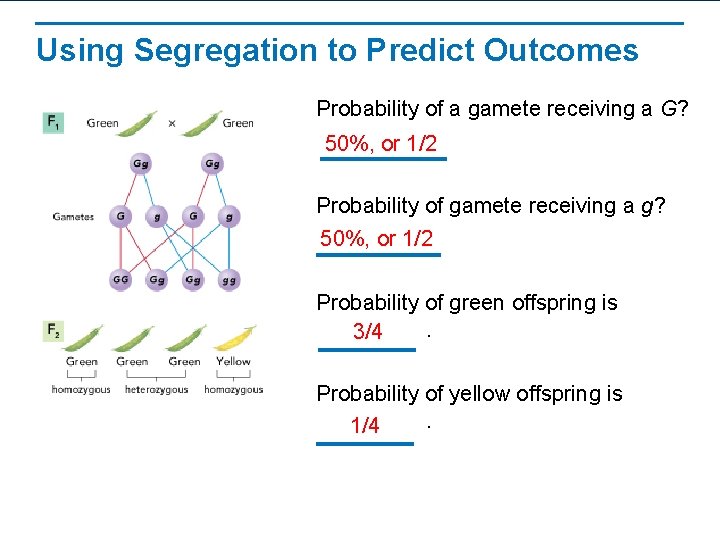 Using Segregation to Predict Outcomes Probability of a gamete receiving a G? 50%, or