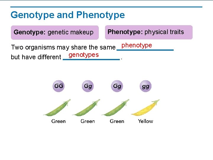 Genotype and Phenotype Genotype: genetic makeup Phenotype: physical traits Two organisms may share the