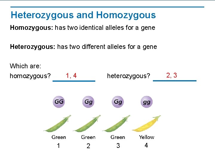 Heterozygous and Homozygous: has two identical alleles for a gene Heterozygous: has two different