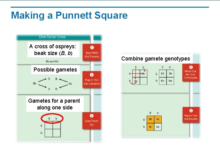 Making a Punnett Square A cross of ospreys: beak size (B, b) Possible gametes
