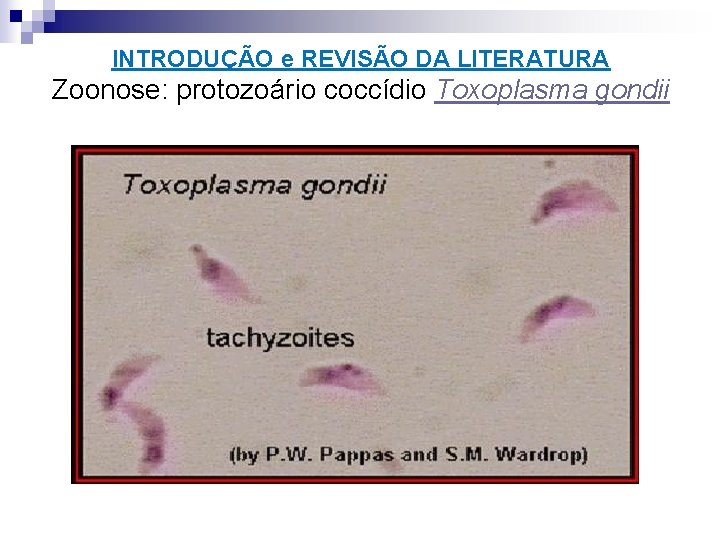 INTRODUÇÃO e REVISÃO DA LITERATURA Zoonose: protozoário coccídio Toxoplasma gondii 