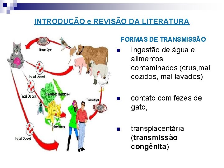 INTRODUÇÃO e REVISÃO DA LITERATURA FORMAS DE TRANSMISSÃO n Ingestão de água e alimentos