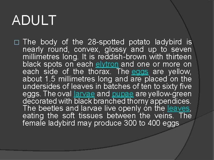 ADULT � The body of the 28 -spotted potato ladybird is nearly round, convex,