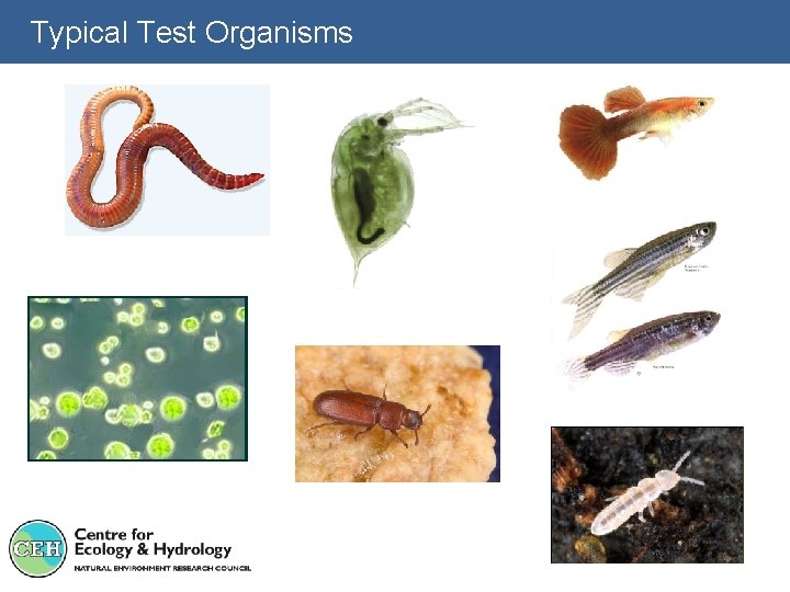 Typical Test Organisms 
