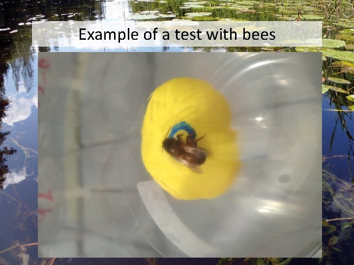 Example of a test with bees 